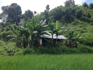 Farmer's resting hut in the rice paddy