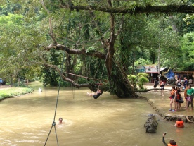 Will the orangutan, swinging from the trees