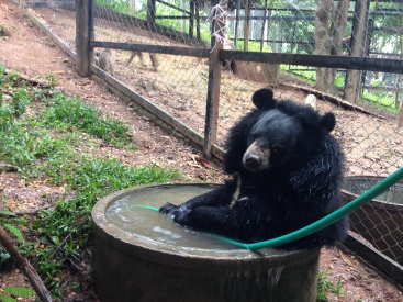 Bouba the bear having a bath!
